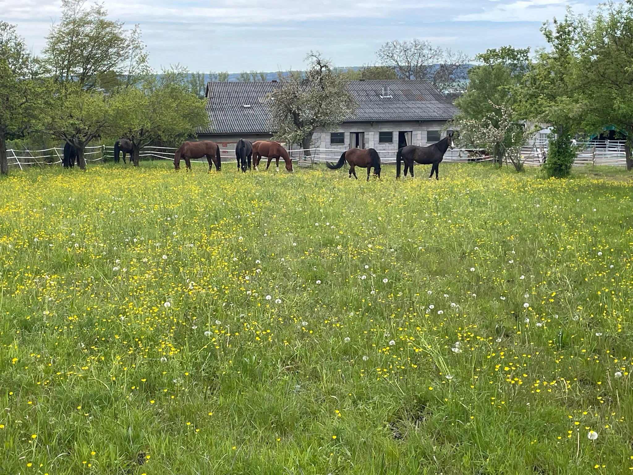 5 Hektar Koppeln rund um die Anlage