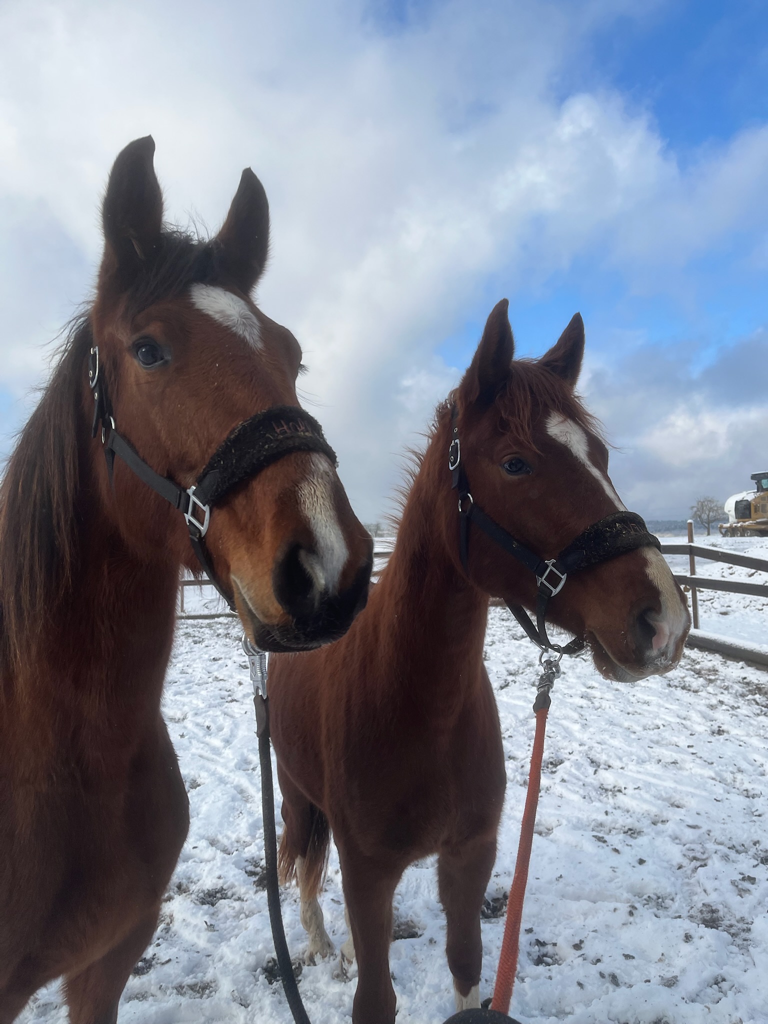 Jungpferdeausbildung