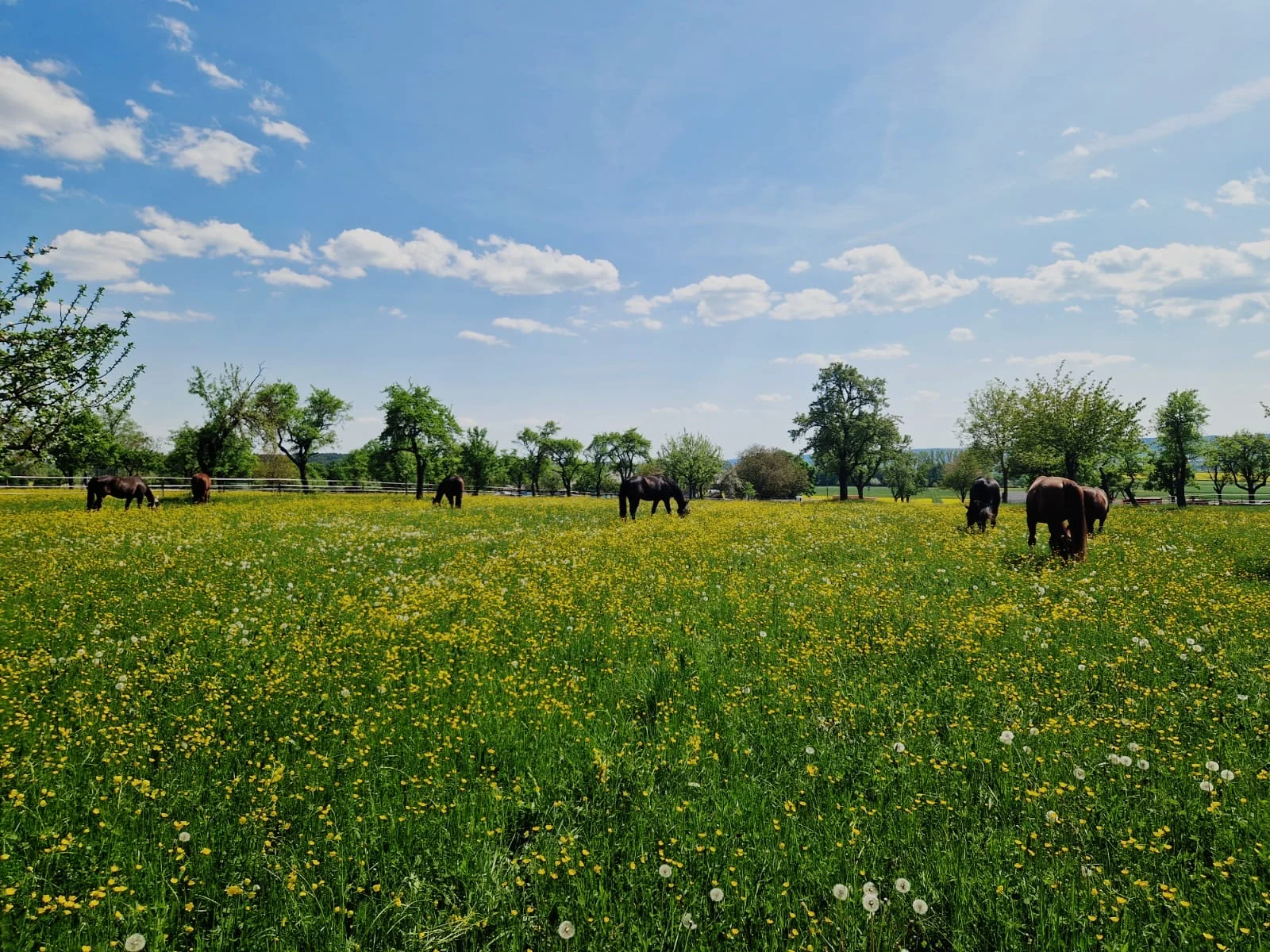 Pferde auf der Koppel - Täglicher Weidegang