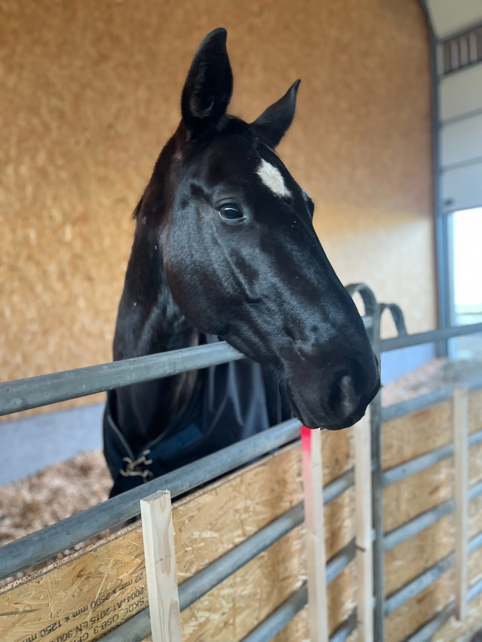 Wolke auf der Koppel